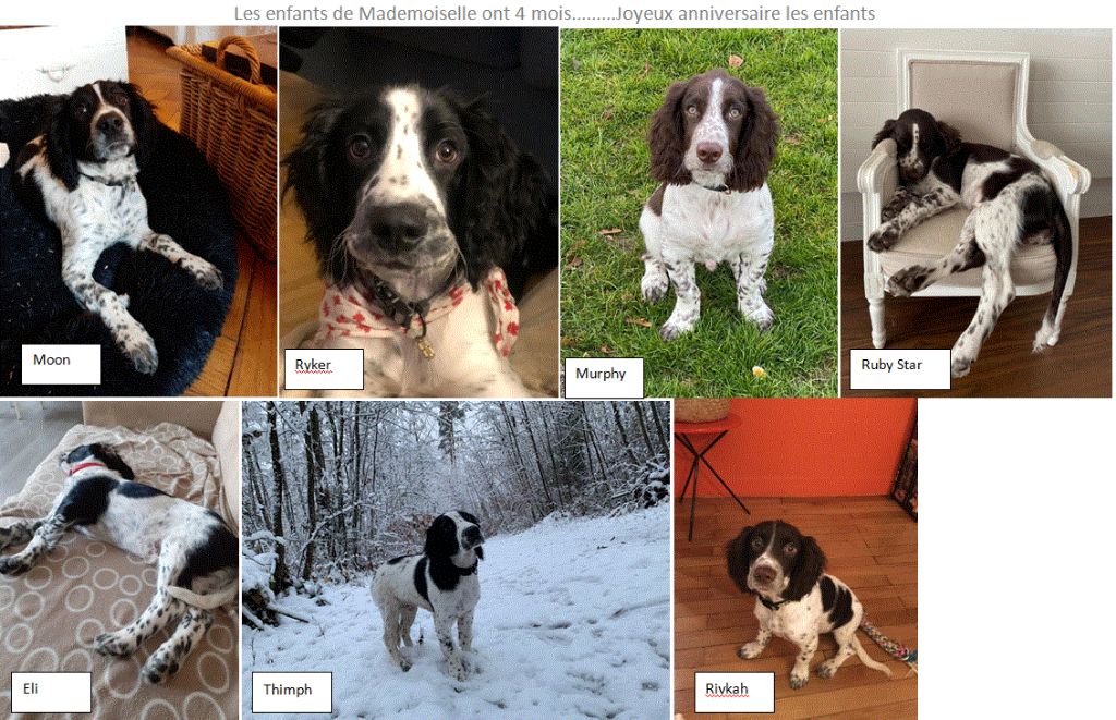 Accueil Elevage Des Doux Reves D Abby Eleveur De Chiens English Springer Spaniel Accueil Elevage Des Doux Reves D Abby Eleveur De Chiens English Springer Spaniel