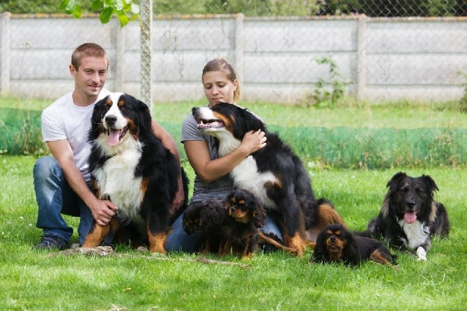 Accueil - Elevage Du Royaume De Luna - eleveur de chiens Accueil - Elevage Du Royaume De Luna - eleveur de chiens