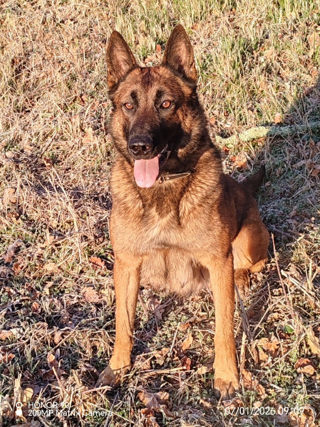Telsy pop vom Schloss Rickens