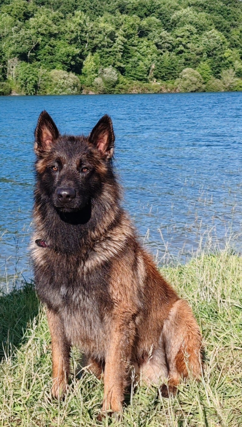 Publication : vom Schloss Rickens Auteur : Elevage canin Vom Schloss Ricken