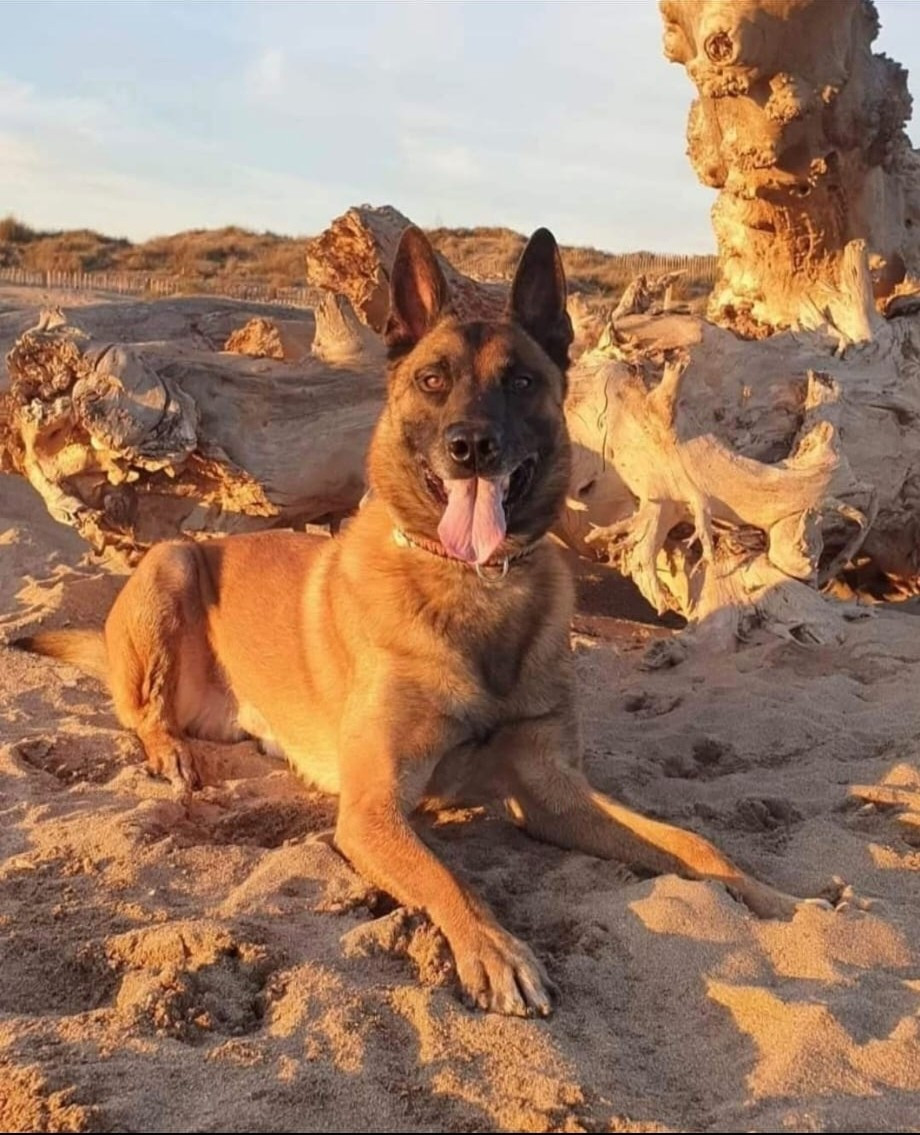 Muster vom Schloss Rickens