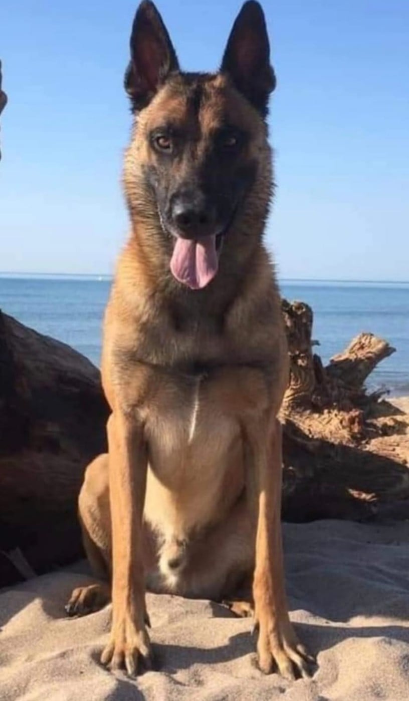 Muster vom Schloss Rickens