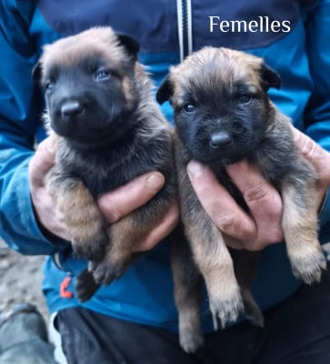 Les chiots de Berger Belge