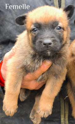 Les chiots de Berger Belge