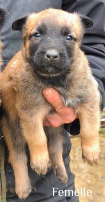 Les chiots de Berger Belge