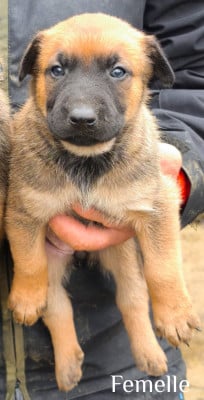Les chiots de Berger Belge