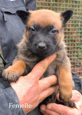 Les chiots de Berger Belge