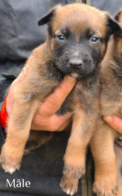 Les chiots de Berger Belge