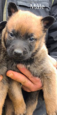 Les chiots de Berger Belge