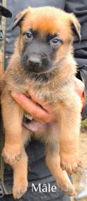 Les chiots de Berger Belge