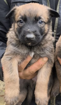 Les chiots de Berger Belge