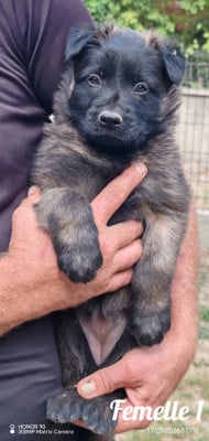 Les chiots de Berger Belge