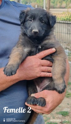 Les chiots de Berger Belge