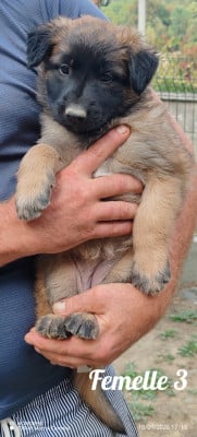 Les chiots de Berger Belge
