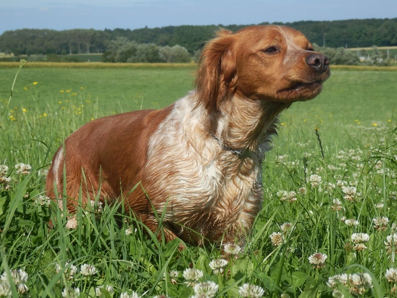 Gentiane De la vallee du duris