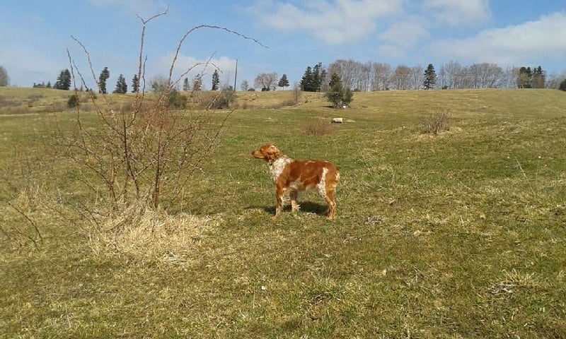Gentiane De la vallee du duris