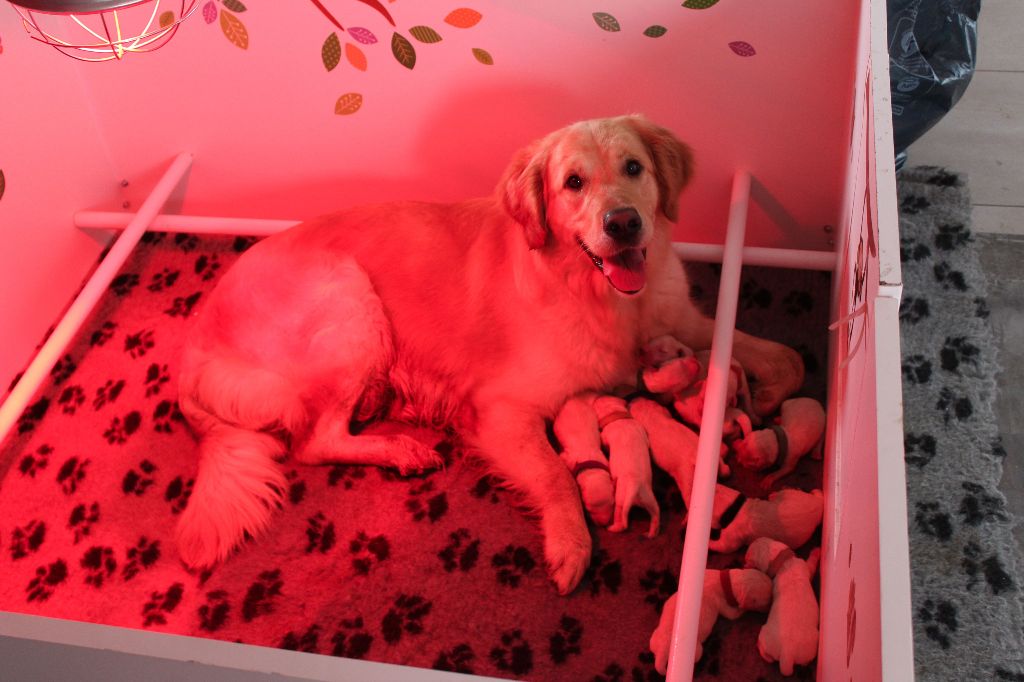 Of Breizh Golden Star - Golden Retriever - Portée née le 31/03/2018