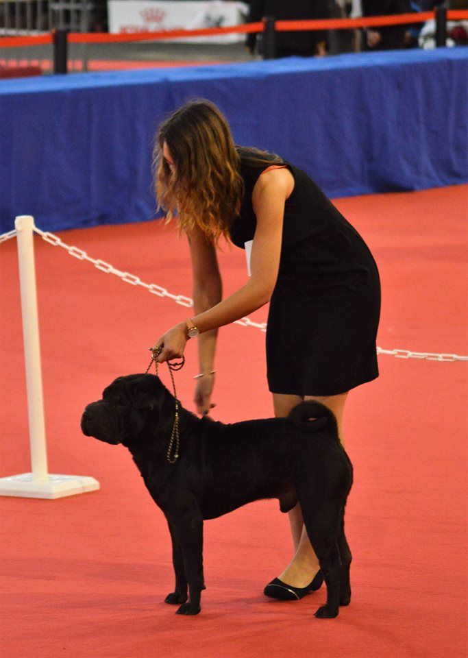 Leveinard De Shapeirlipopette - RCACS - RCACIB