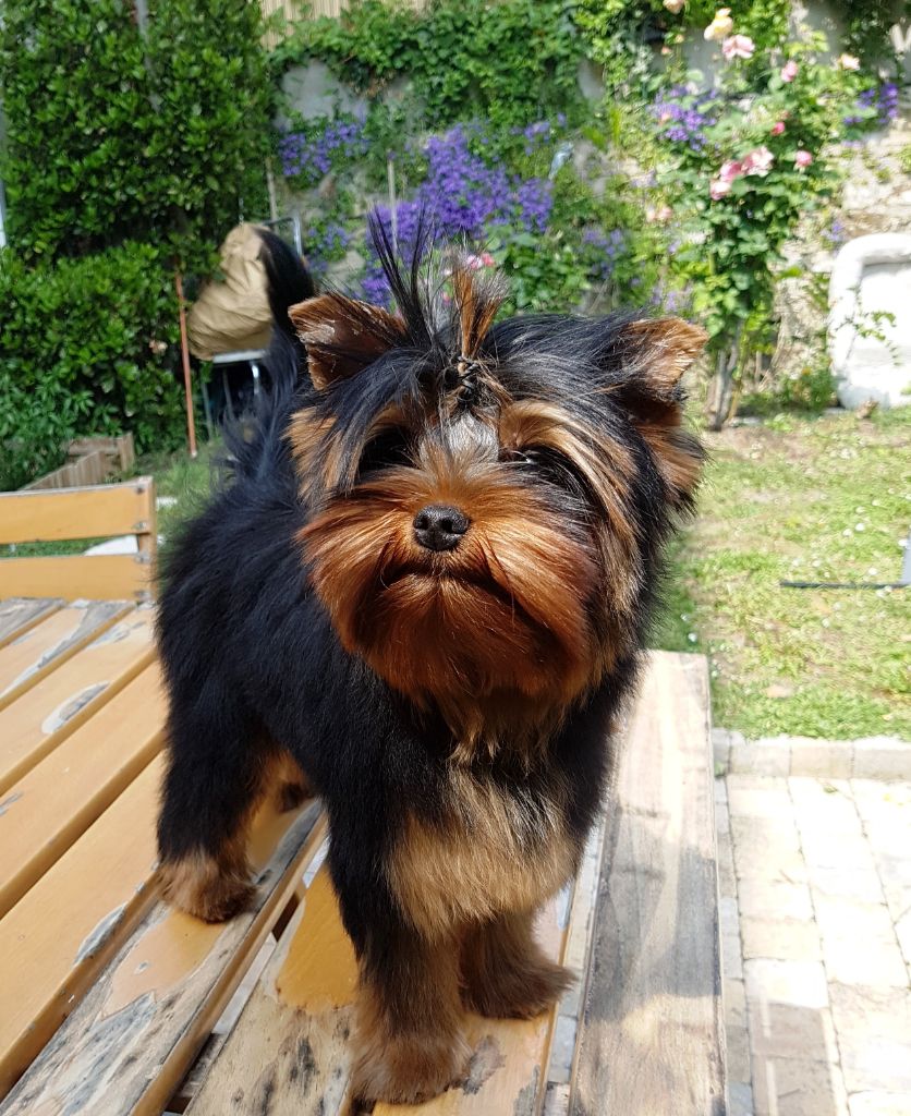 Chiot Yorkshire Terrier, New York, mâle