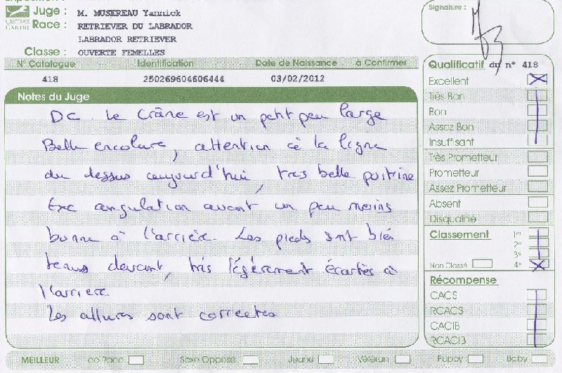 Hermione du Plateau Verdoyant - 4ème Excellent en classe ouverte