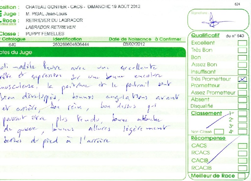 Hermione du Plateau Verdoyant - Très Prometteur en classe Puppy