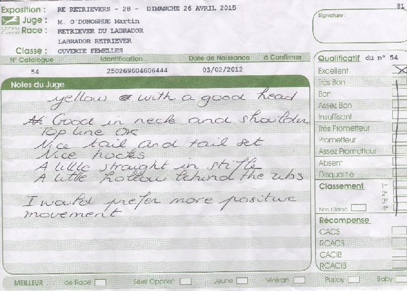 Hermione du Plateau Verdoyant - Excellent en classe ouverte