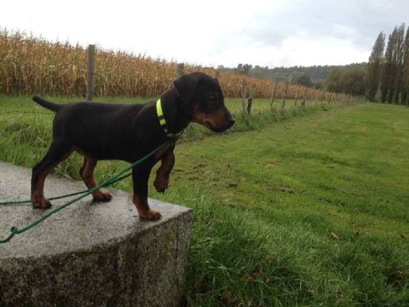 Publication : du haut de Koeking Auteur : MARC