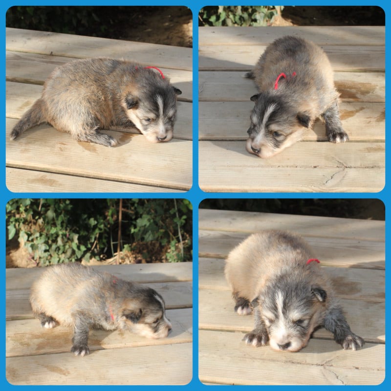 Chien finnois de Laponie - du Domaine de Tangusko