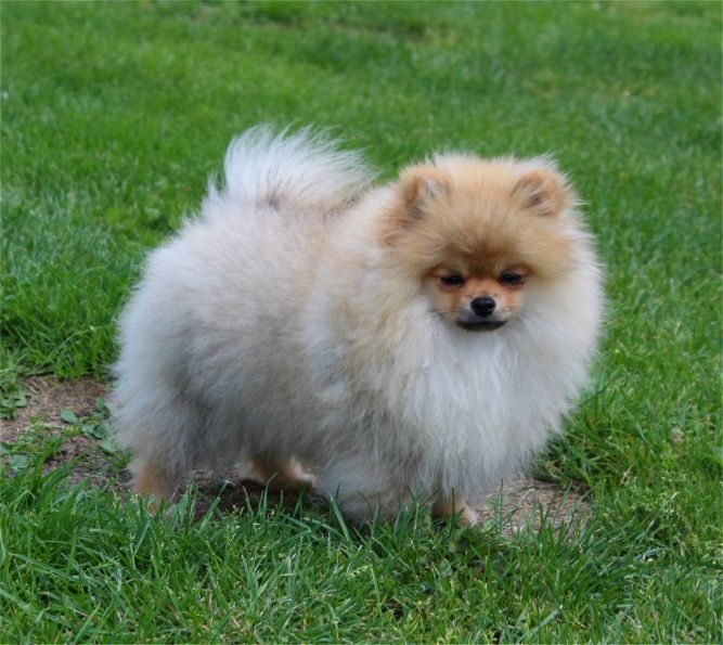 Publication : Du Jardin D'Inaya Auteur : AMÉLIE VASSE