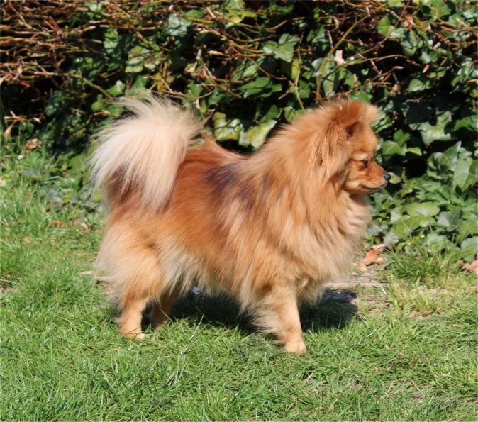 Publication : Du Jardin D'Inaya Auteur : Amélie VASSE