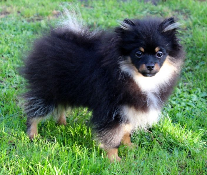 Publication : Du Jardin D'Inaya Auteur : Amélie Vasse