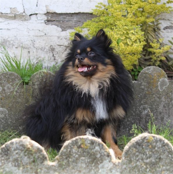 Publication : Du Jardin D'Inaya Auteur : Amélie Vasse