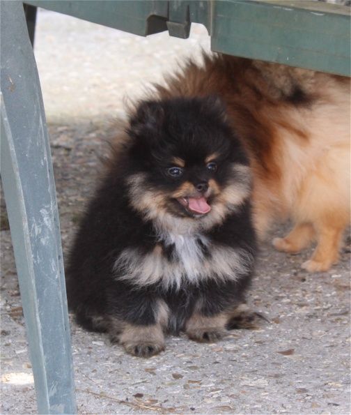 Publication : Du Jardin D'Inaya Auteur : Amélie Vasse