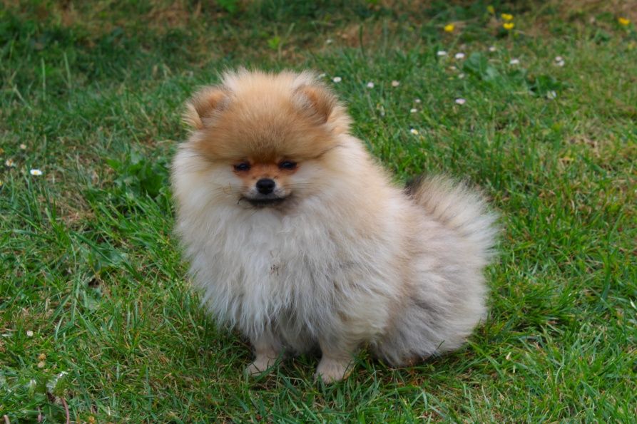 Publication : Du Jardin D'Inaya Auteur : AMÉLIE VASSE