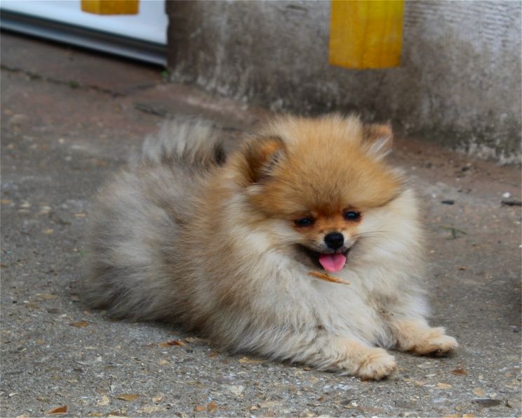 Publication : Du Jardin D'Inaya Auteur : AMÉLIE VASSE