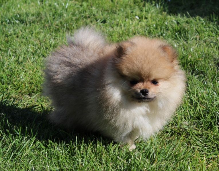 Publication : Du Jardin D'Inaya Auteur : AMÉLIE VASSE