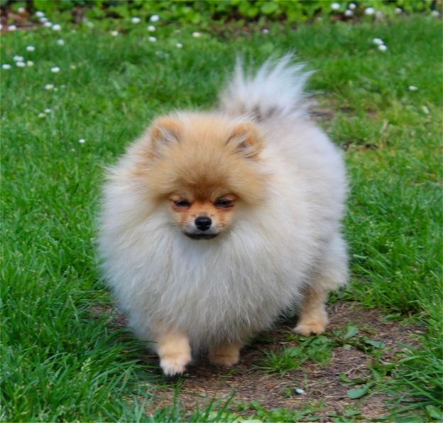 Publication : Du Jardin D'Inaya Auteur : AMÉLIE VASSE