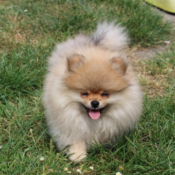 Publication : Du Jardin D'Inaya Auteur : AMÉLIE VASSE