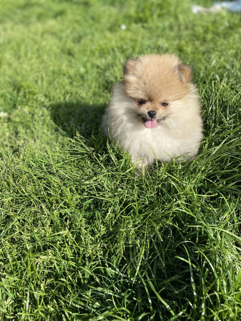 Publication : Du Jardin D'Inaya Auteur : AMÉLIE VASSE