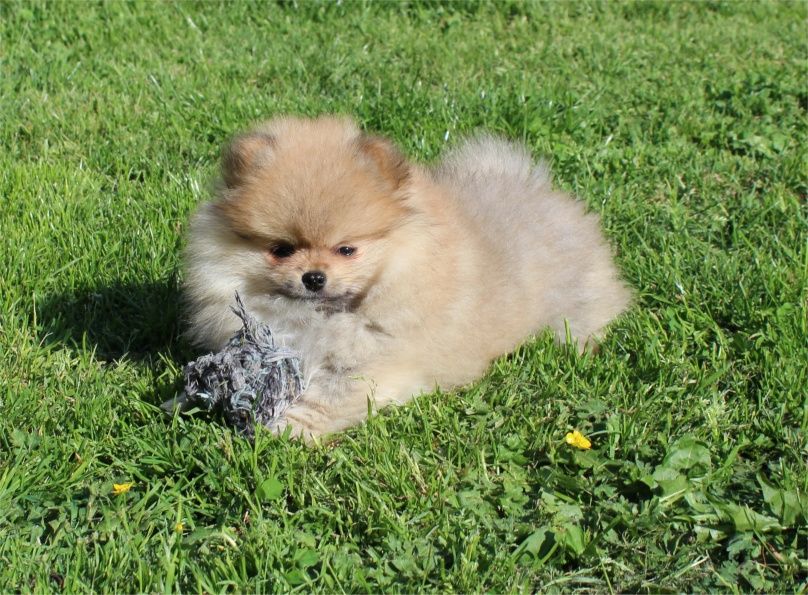 Publication : Du Jardin D'Inaya Auteur : AMÉLIE VASSE