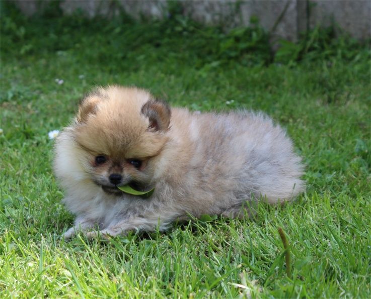 Publication : Du Jardin D'Inaya Auteur : AMÉLIE VASSE