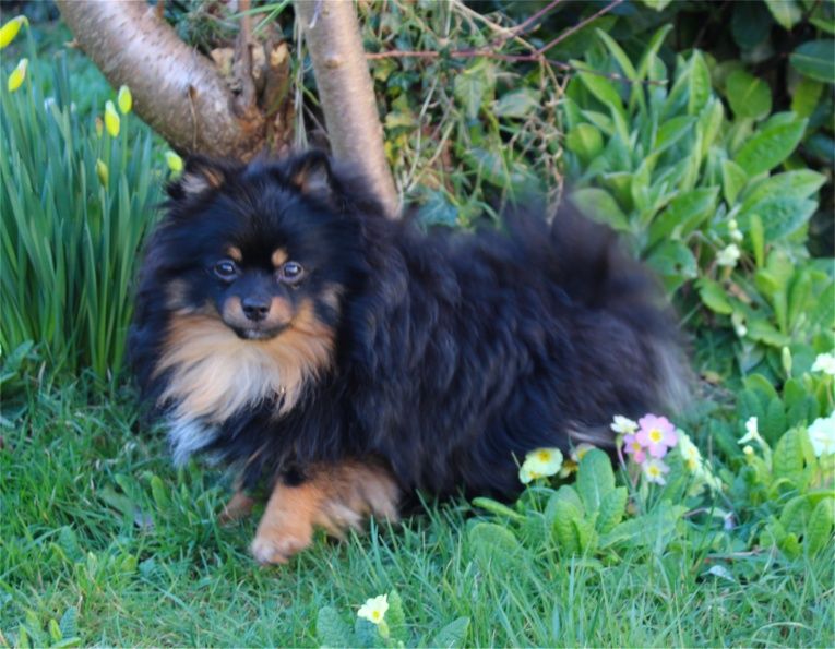 Publication : Du Jardin D'Inaya Auteur : Amélie Vasse