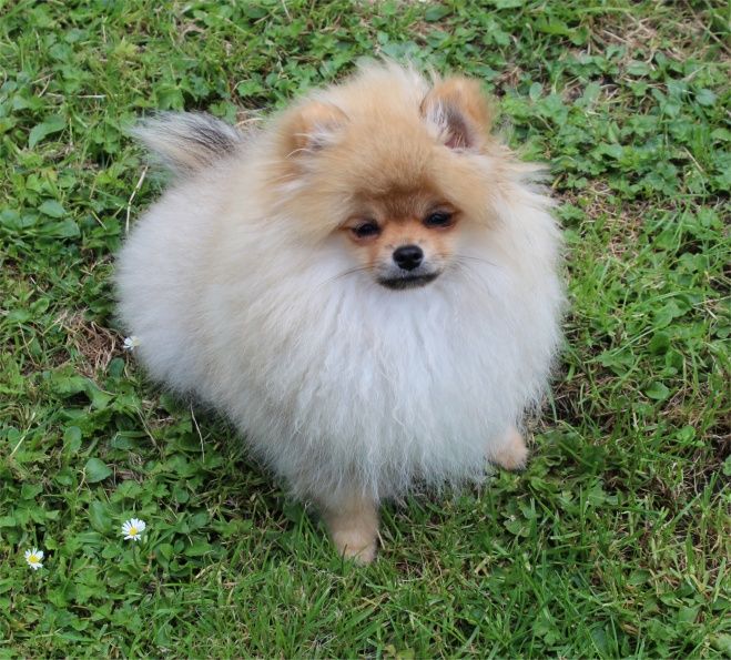 Publication : Du Jardin D'Inaya Auteur : AMÉLIE VASSE