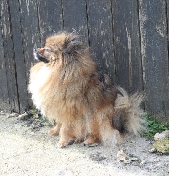 Publication : Du Jardin D'Inaya Auteur : Amélie Vasse