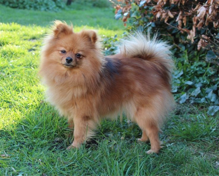 Publication : Du Jardin D'Inaya Auteur : Amélie VASSE