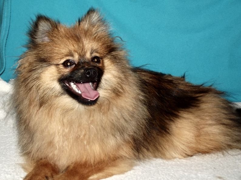 Publication : Du Jardin D'Inaya Auteur : Amélie Vasse