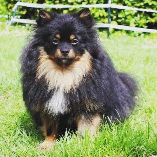 Publication : Du Jardin D'Inaya Auteur : Amélie Vasse