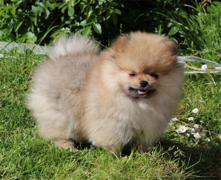 Publication : Du Jardin D'Inaya Auteur : AMÉLIE VASSE