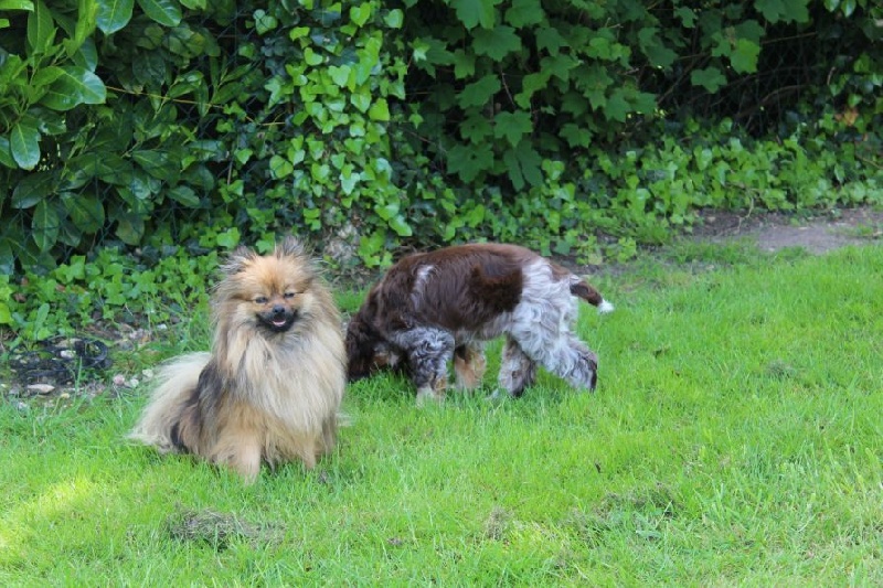 Publication : Du Jardin D'Inaya Auteur : Amélie Vasse