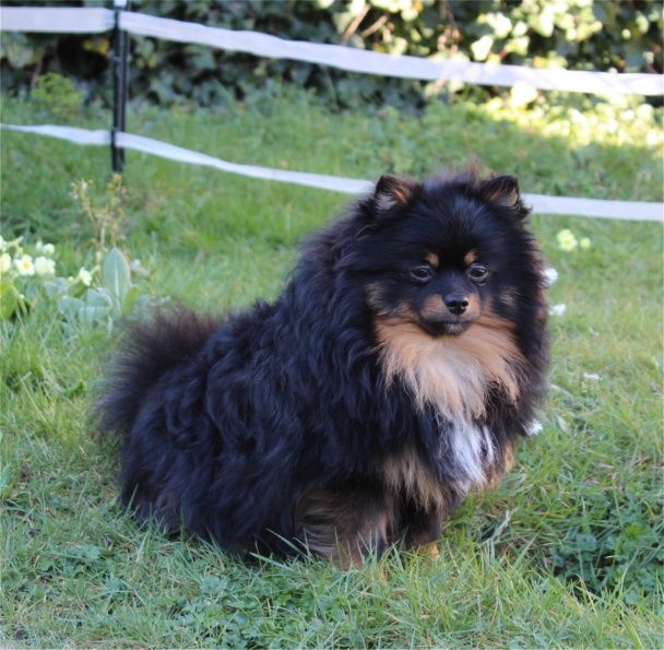 Publication : Du Jardin D'Inaya Auteur : Amélie Vasse